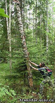 Берегите голову - с сухостойных деревьев часто отваливаются верхние ветки