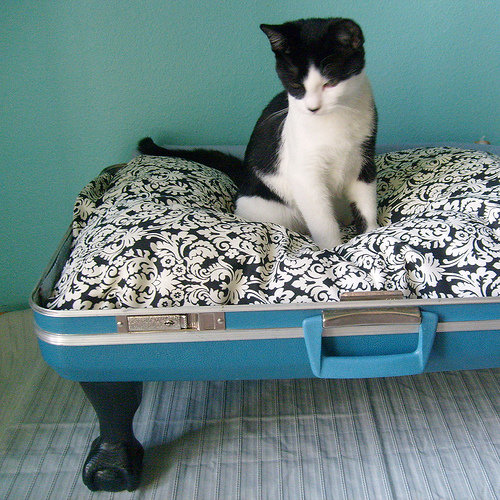 Кровать для кошки из чемодана