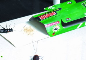 как сделать ловушку от тараканов своими руками